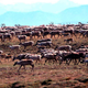 The Porcupine Caribou Herd